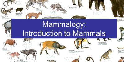 Mammalogy