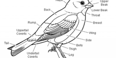 Ornithology (Study of Birds)